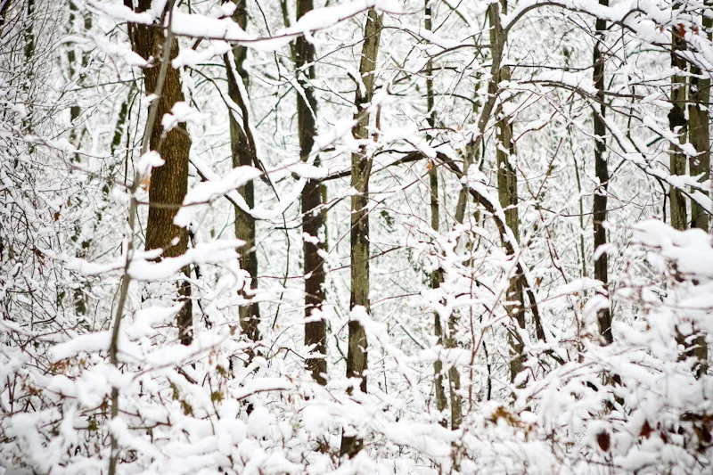 Snow covered woods in December
