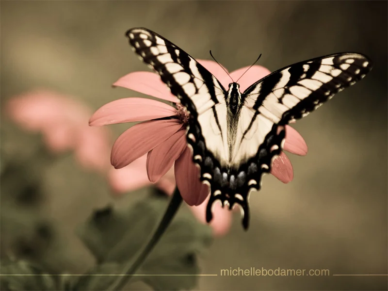 Wallpaper: 800x600