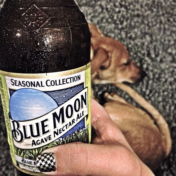 Blue Moon Agave Nectar Ale vía @natapaola en Instagram