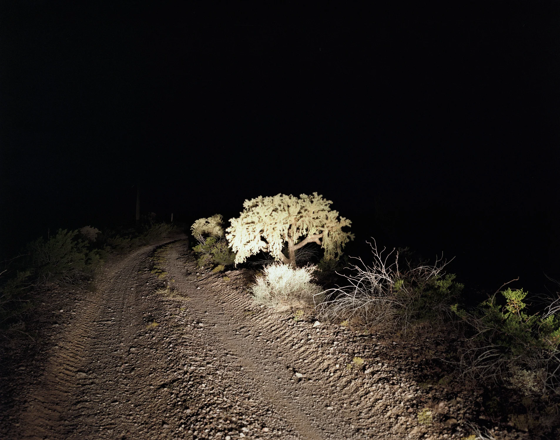 Nighttime Cholla, Barry M. Goldwater “Bombing” Range, Arizona, 2012