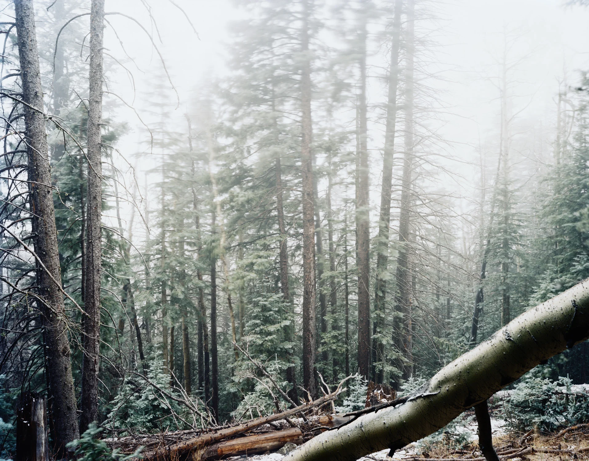  The Taller You Stand The More Noise You Make, 13 Minutes, San Francisco Peaks, Arizona, 2012 