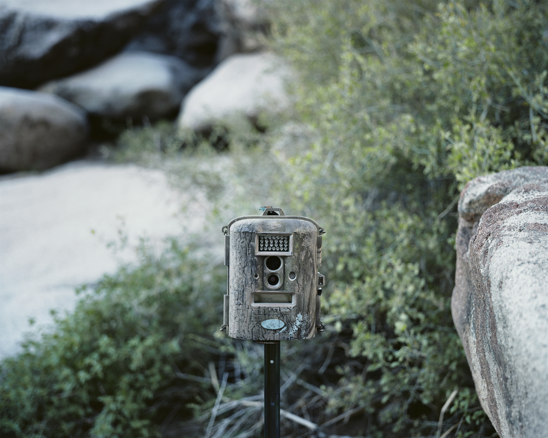 Taking..., Border Patrol Game Camera W157, Tinajas Altas, Arizona