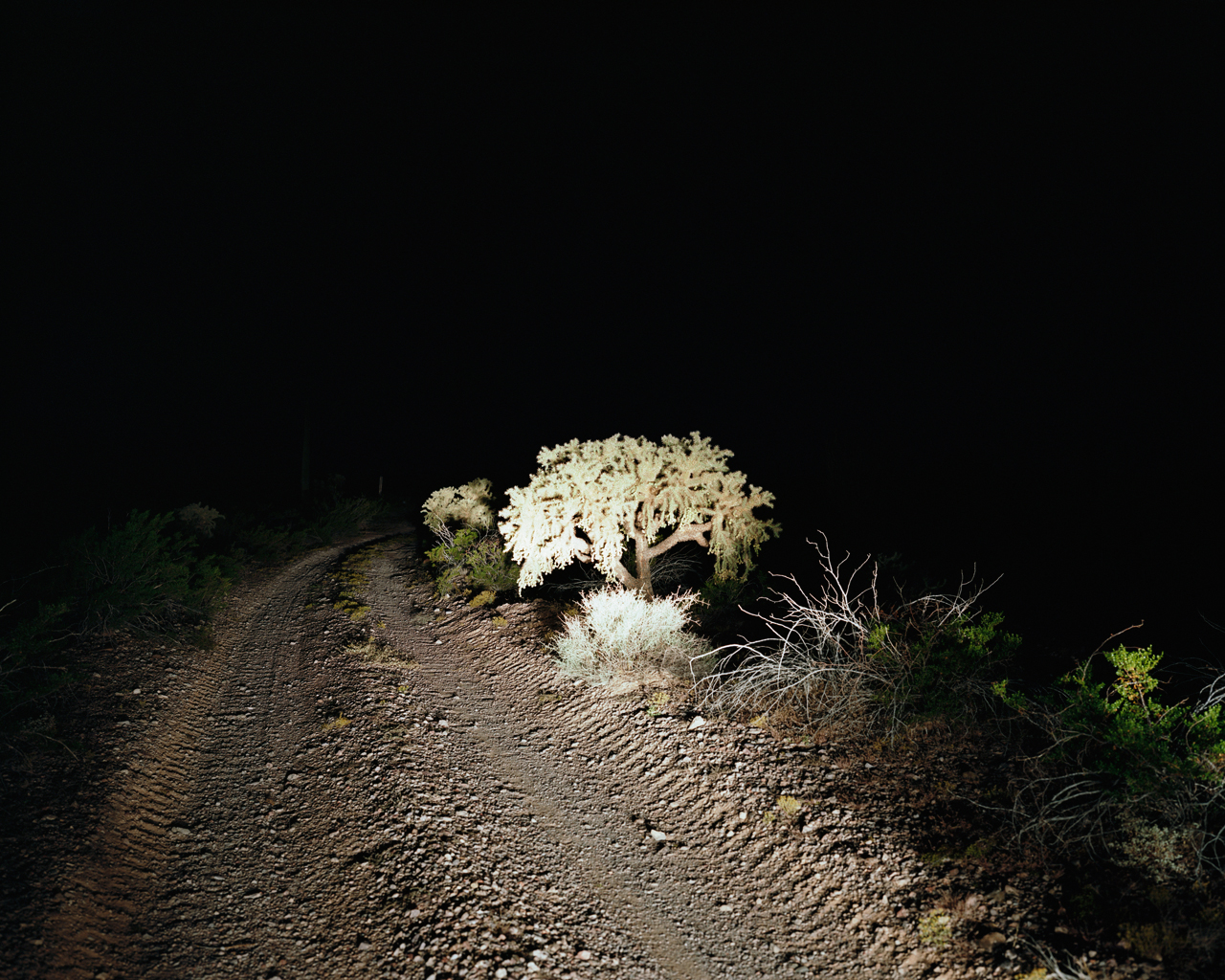 Nighttime Cholla, Barry M. Goldwater Bombing Range East, Arizona