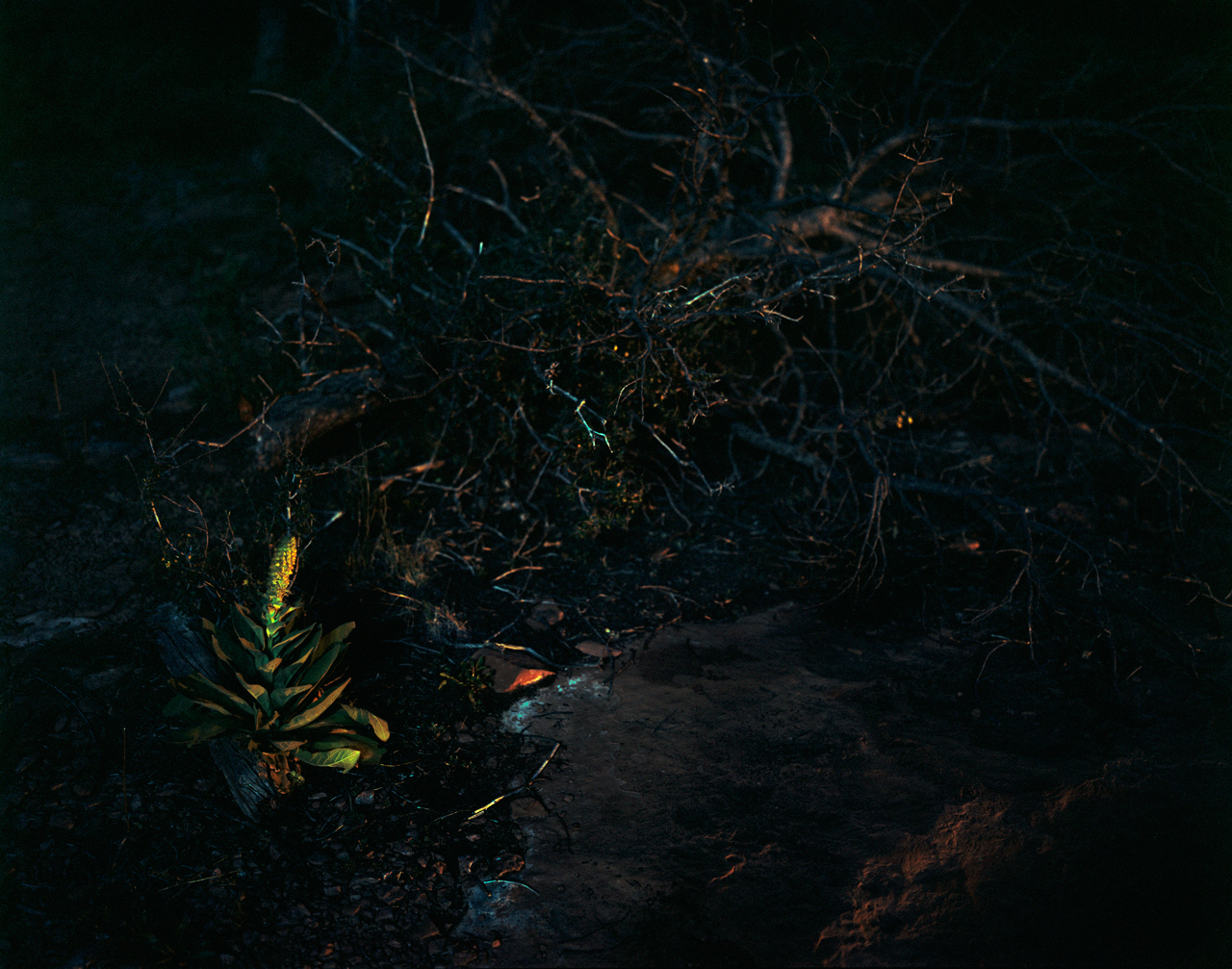Firelight, Forty-Five Minutes, Near Marshall Lake, Arizona