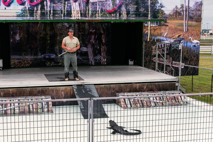 Gator Show!!