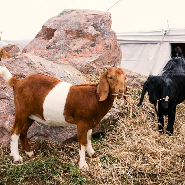 Goats!