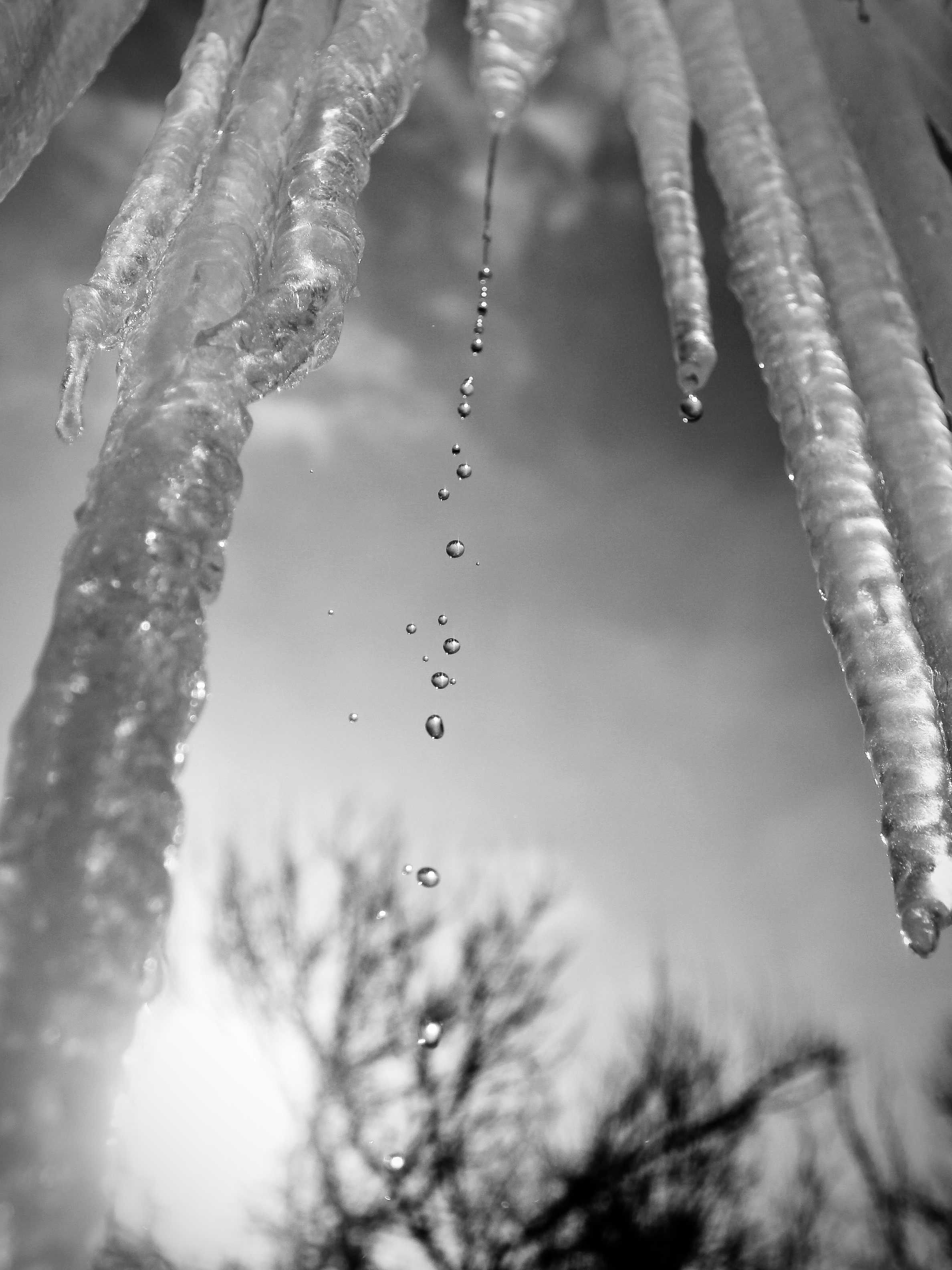 icicle10.jpg