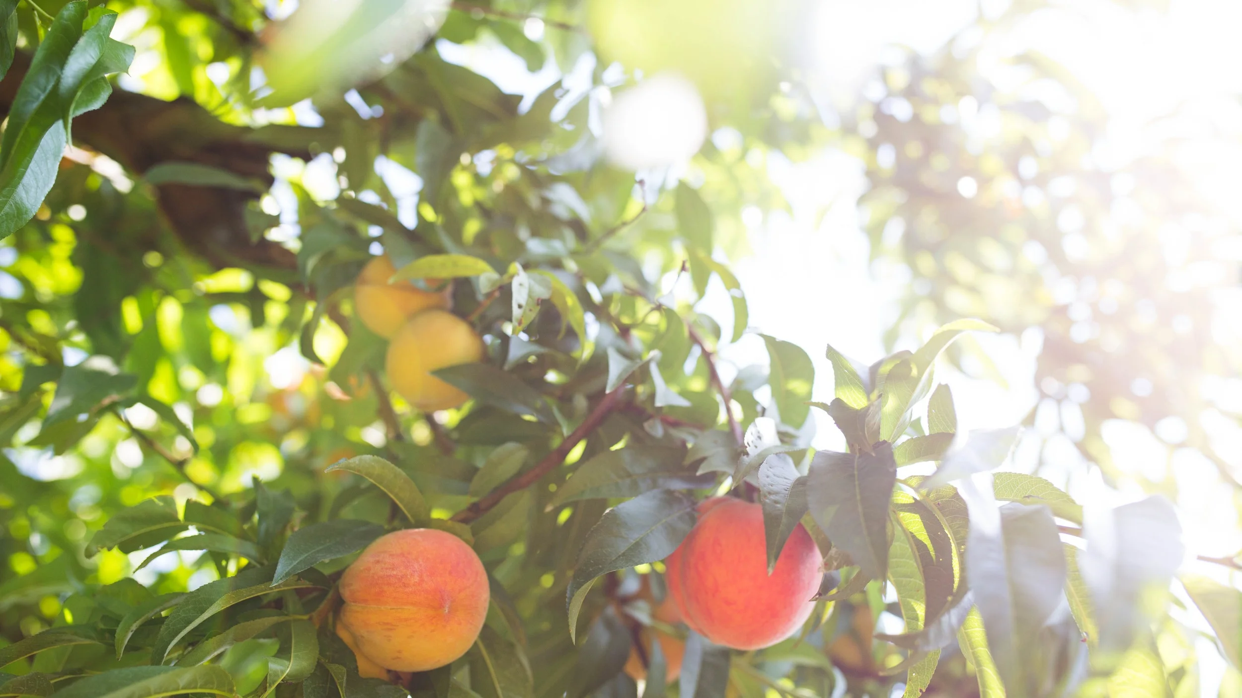 BetsyJune16Peaches-092.jpg