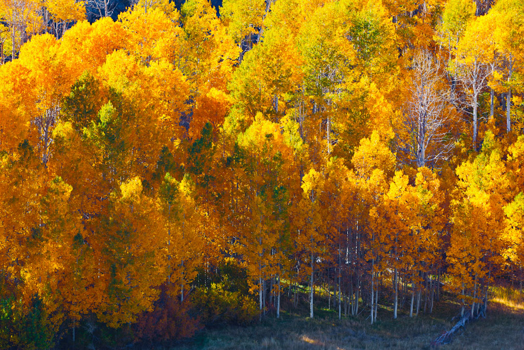 Fall in the Sierras