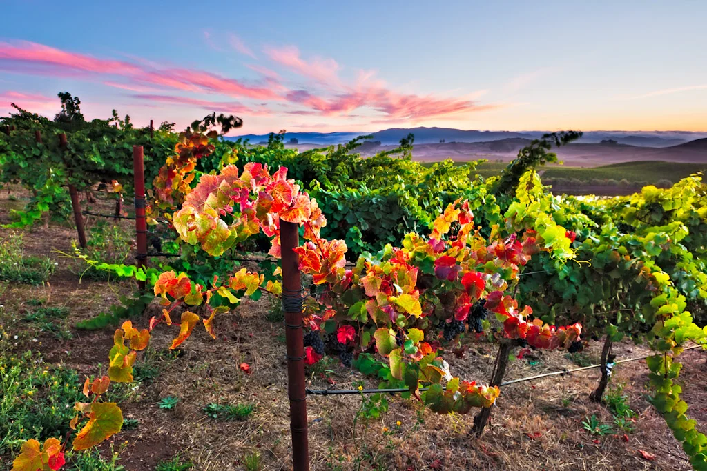 Autumn Vineyard