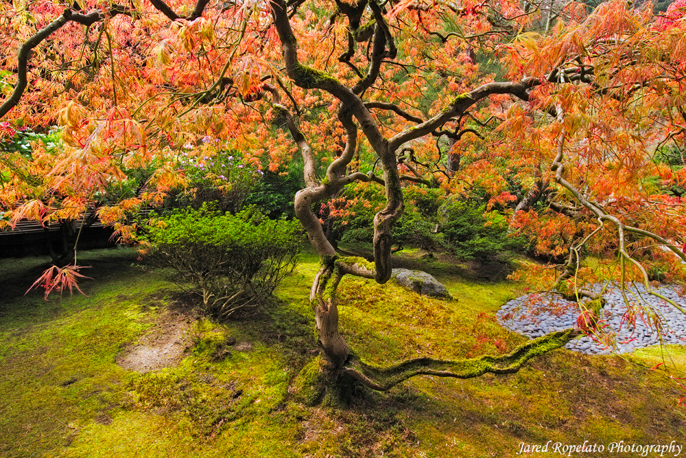 Tea Garden Tree