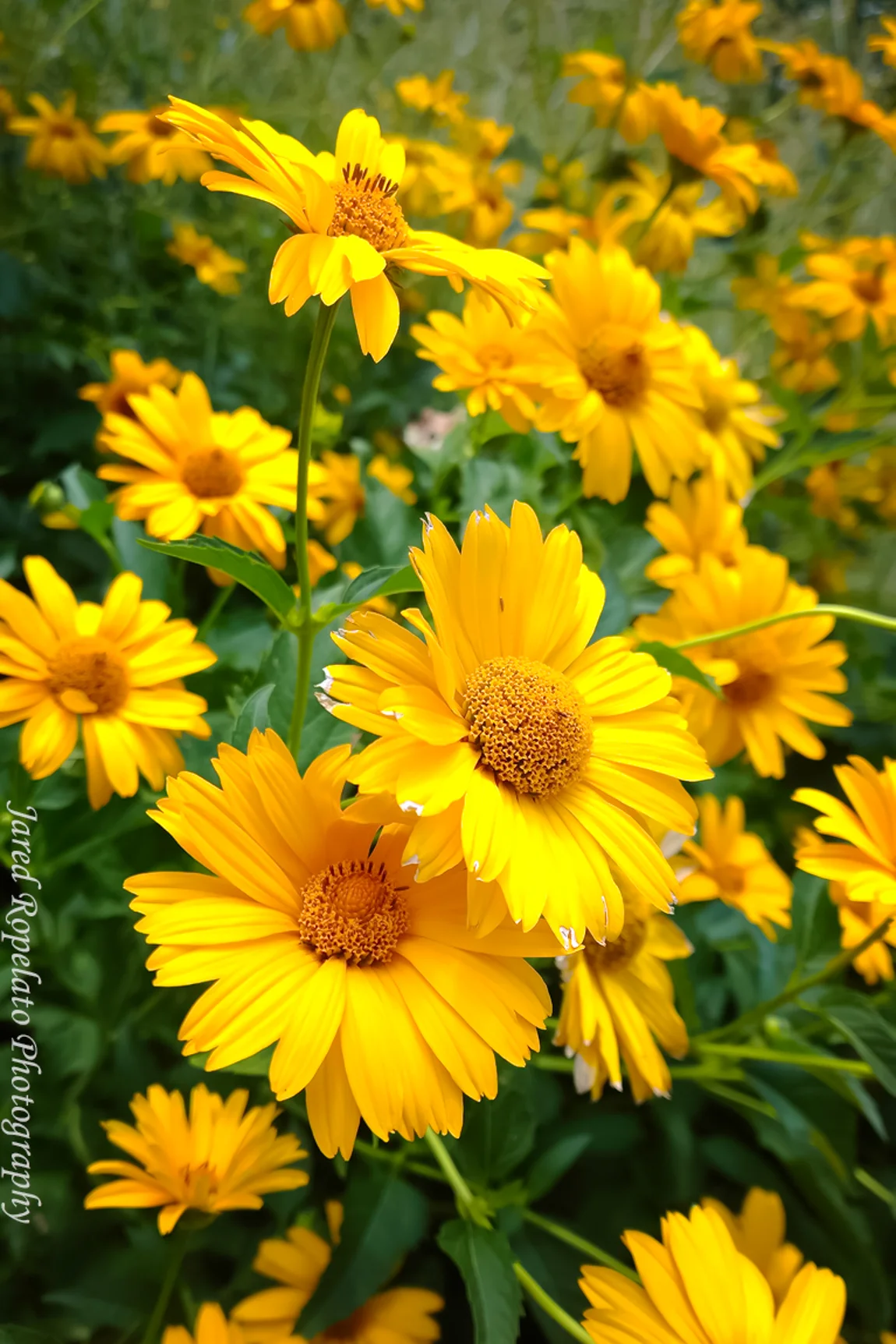 Yellow Nokia Lumia 1020 Web.jpg