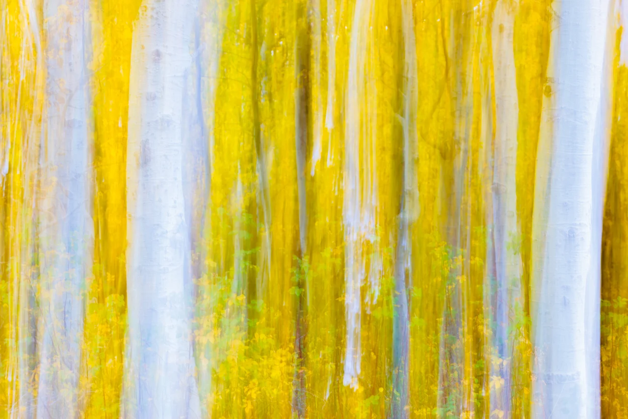 An intentional blur of autumn aspens in yellow and pale blue