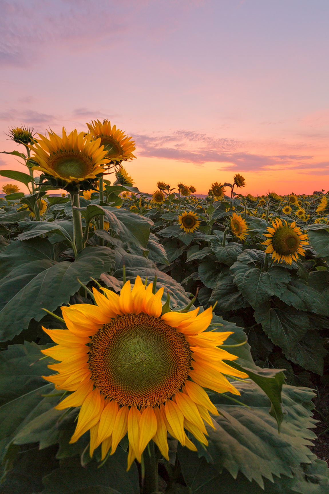 Flowers of the Sun