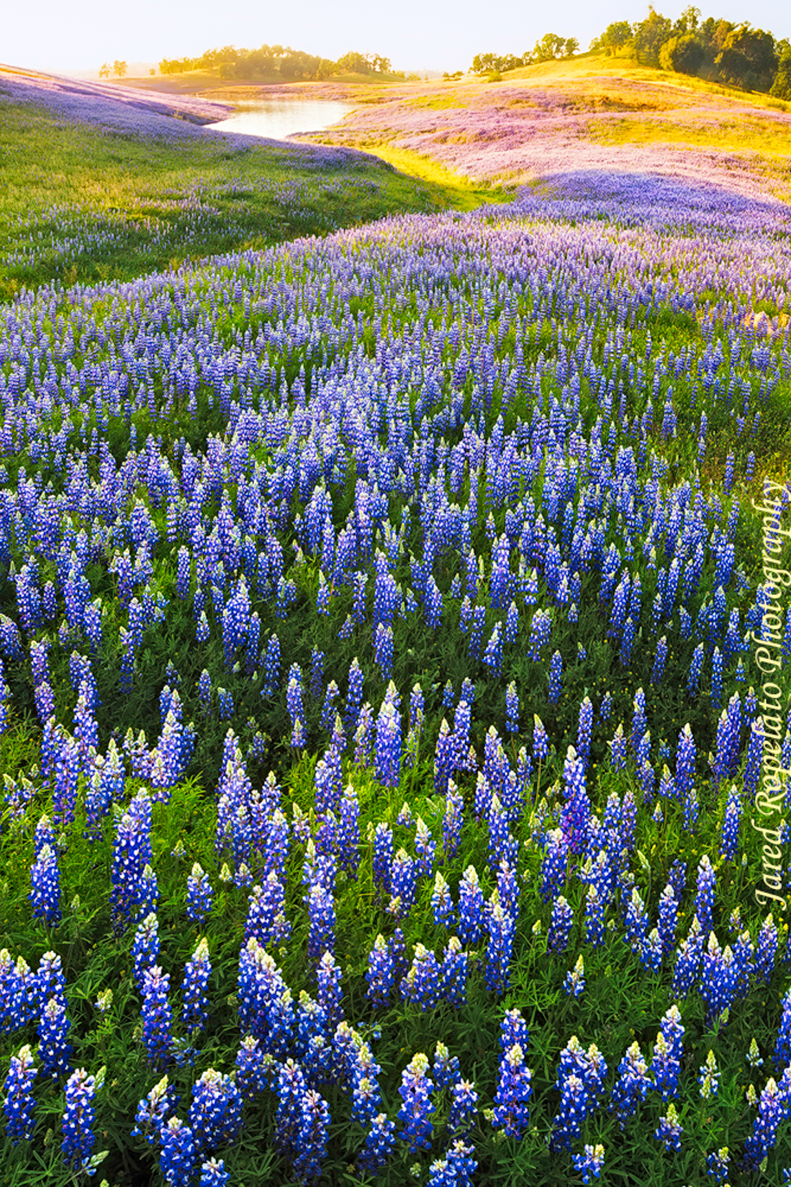 Lupine Valley Web.jpg