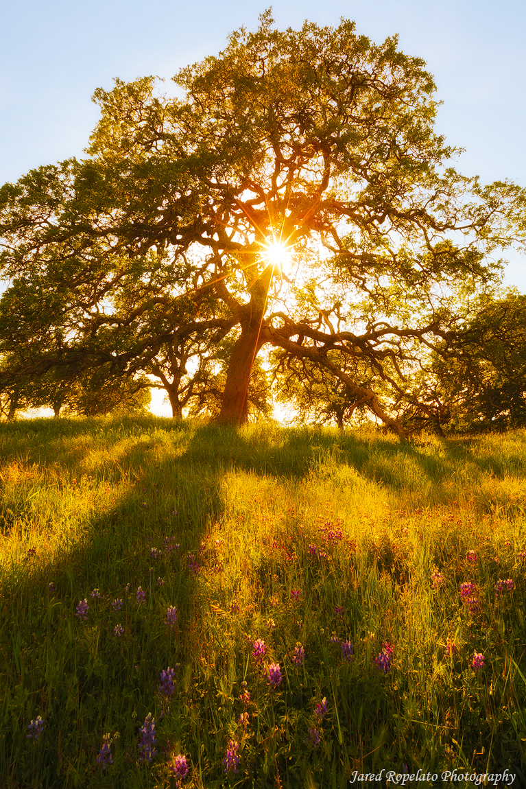 A Tree on a Hill