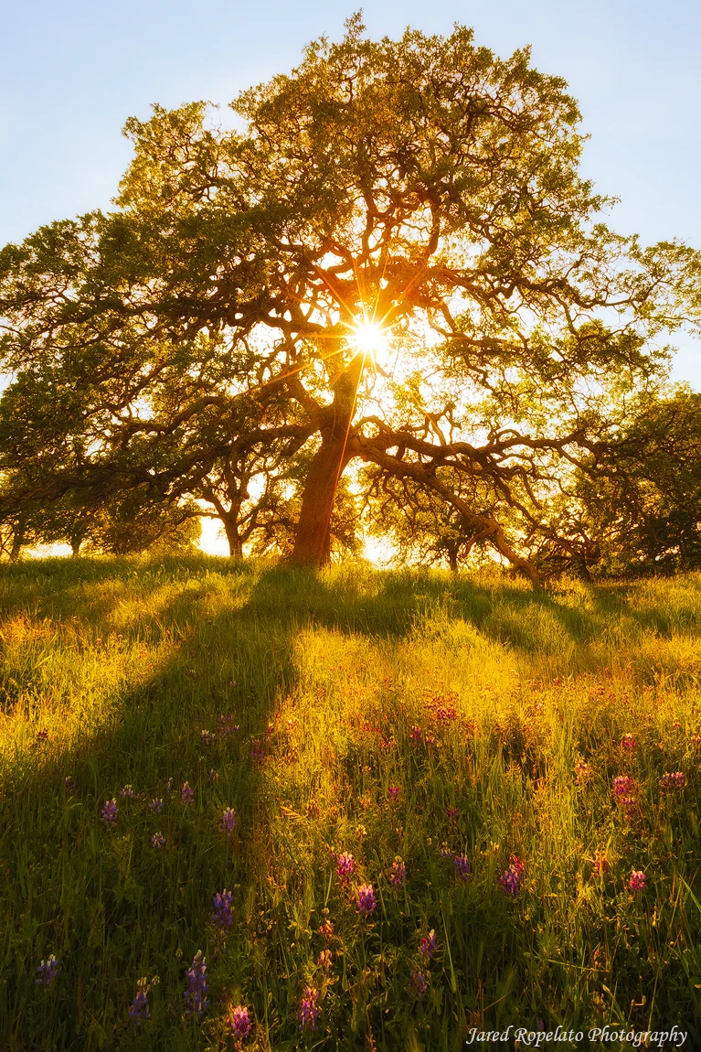A Tree on a Hill