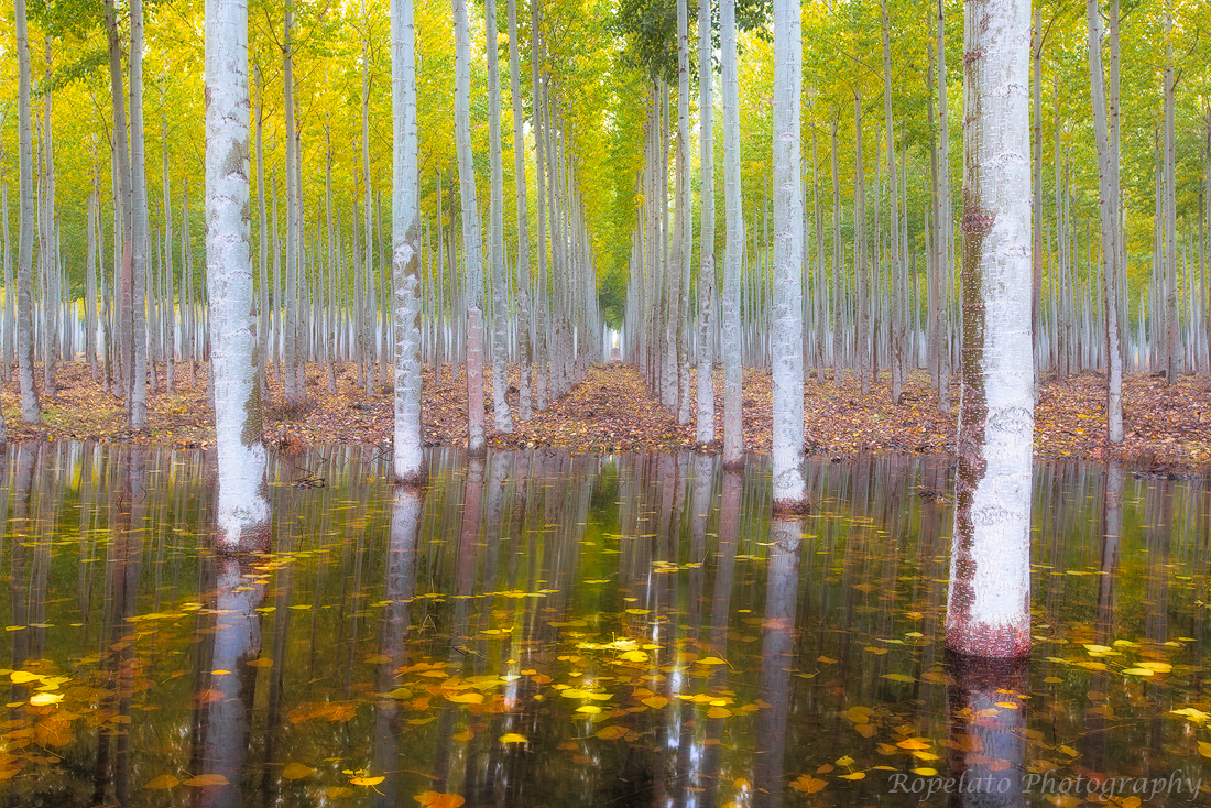 Mirror Mirror in the Fall