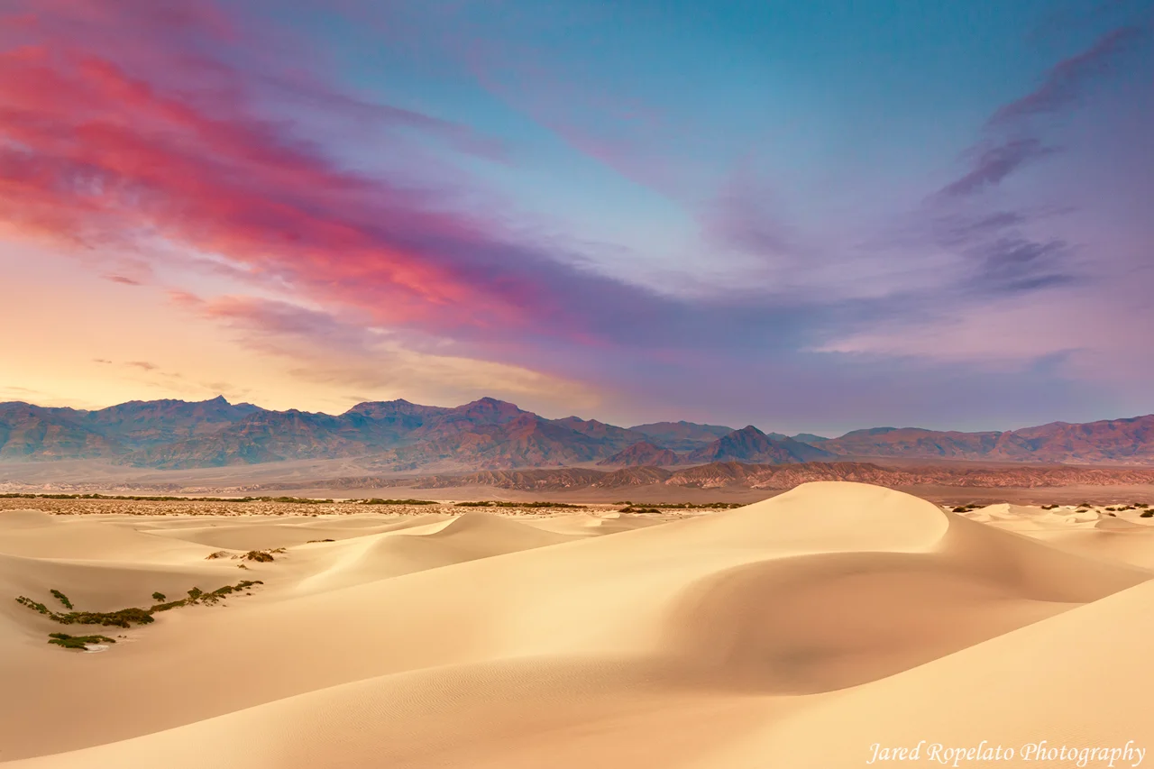 Magic Mesquite