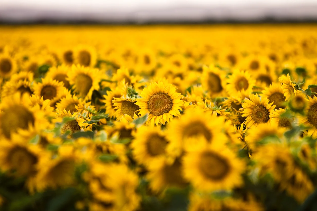 Portrait of a Sunflower