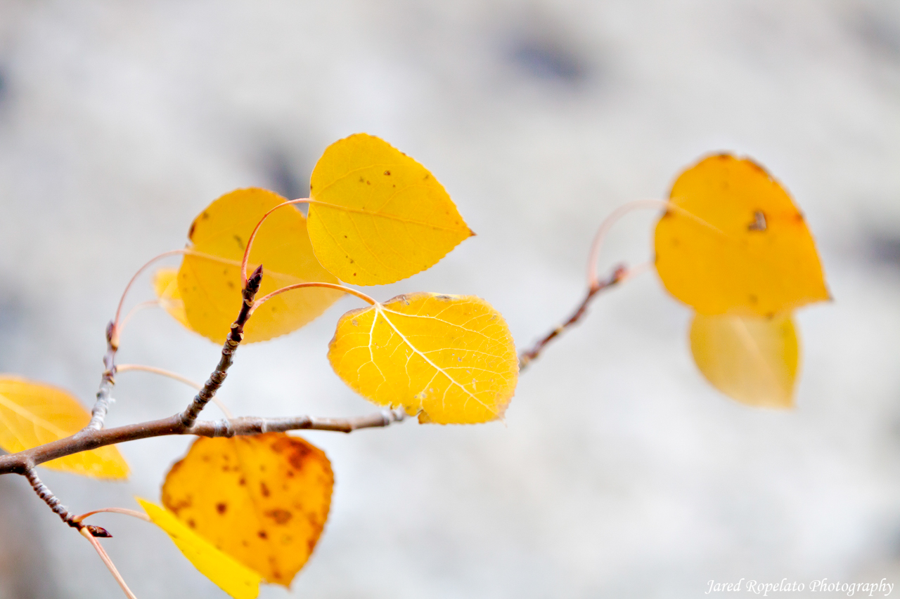 Aspen