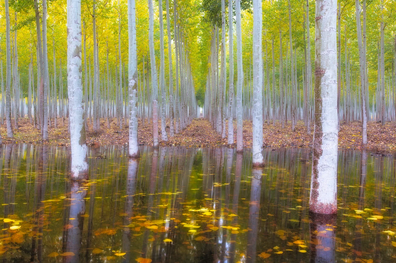 Mirror Mirror in the Fall