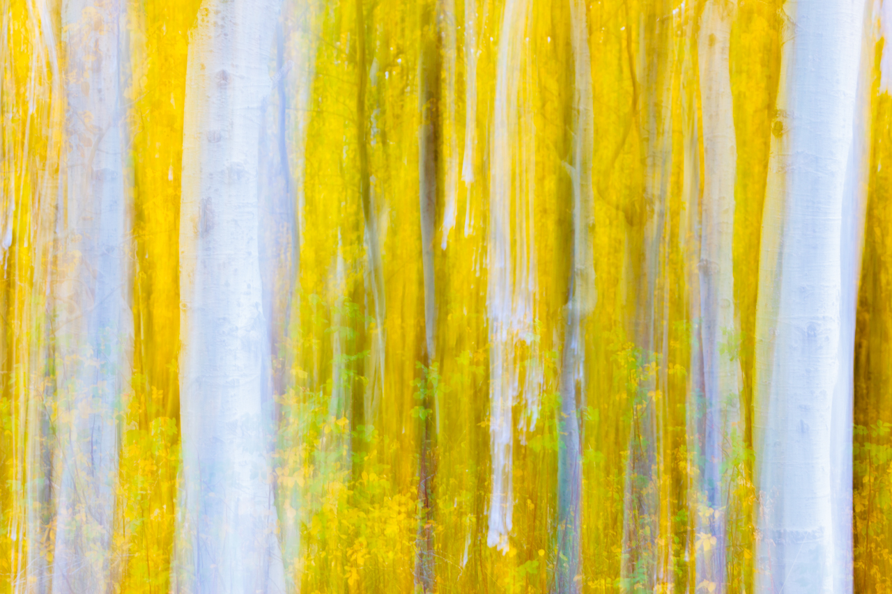 Munch's Aspens