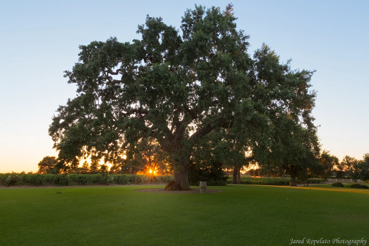 Tree of Life