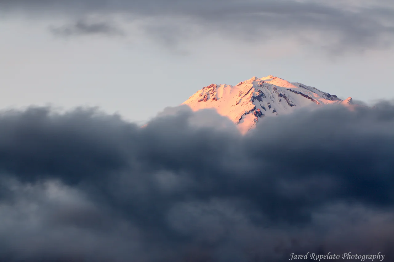 Shasta