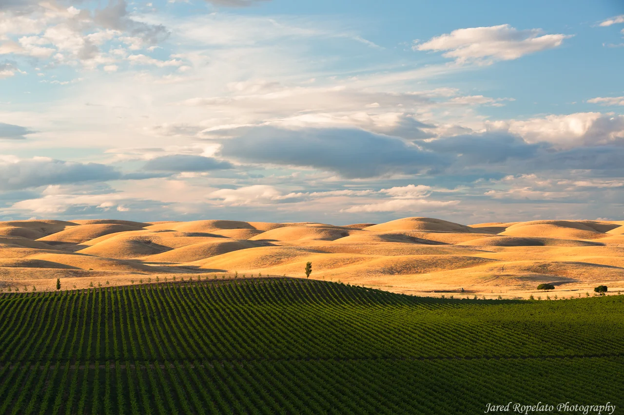Rolling Hills