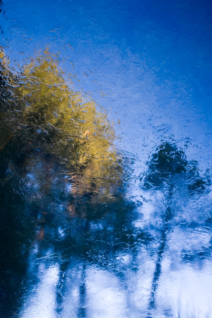 Monet Morning