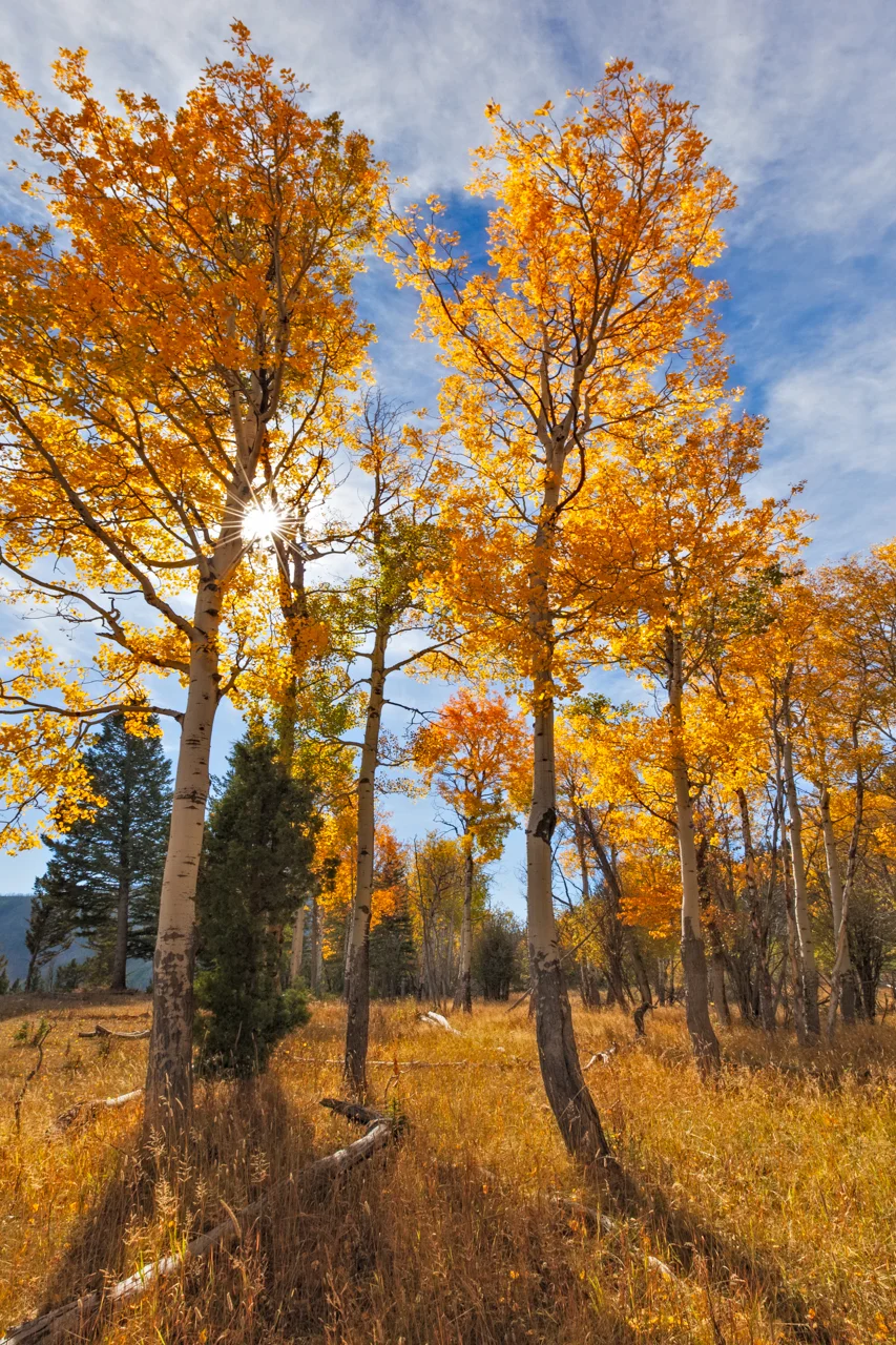 Two Trees