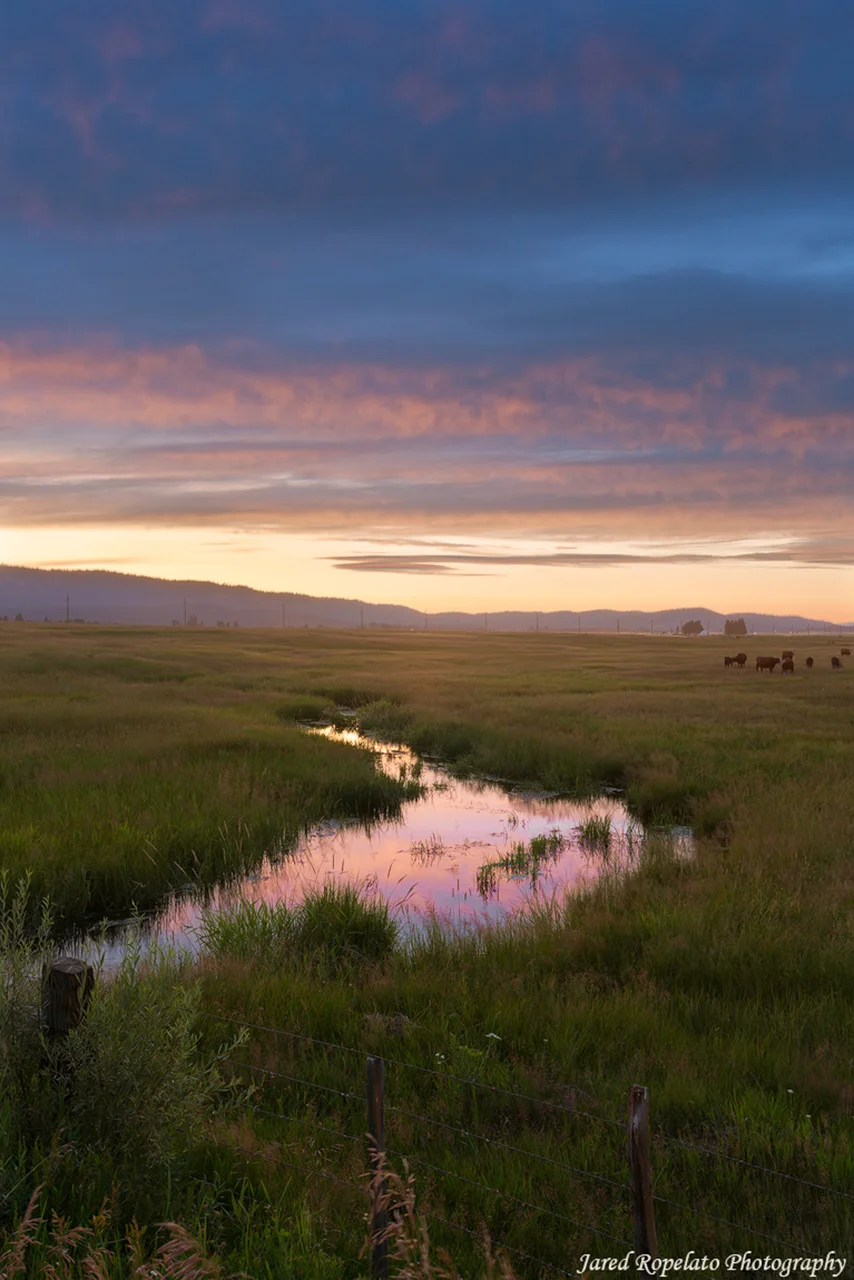 Cow Pasture