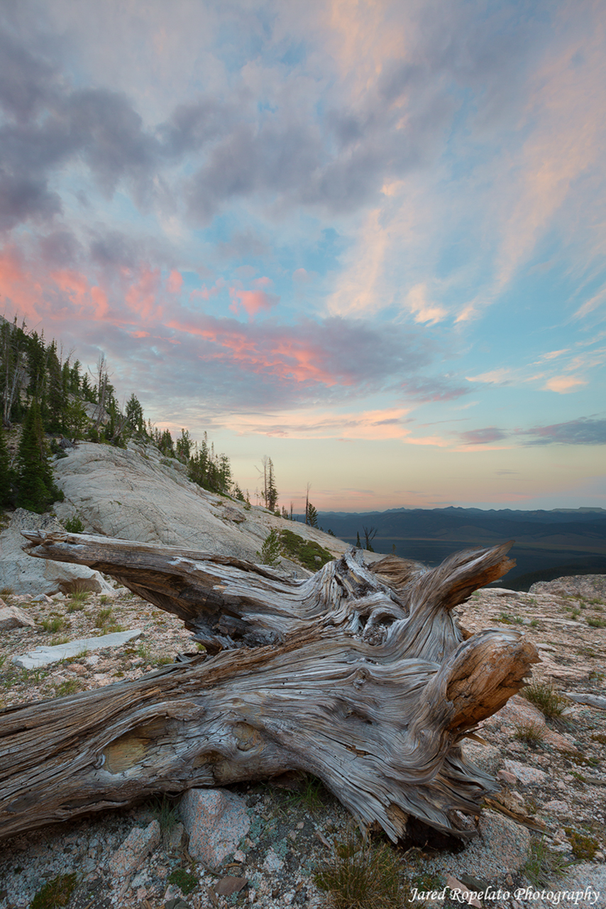 Redwood View