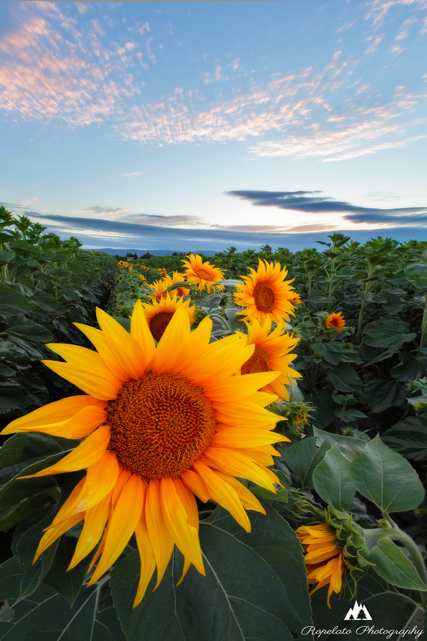 Close to the Sun