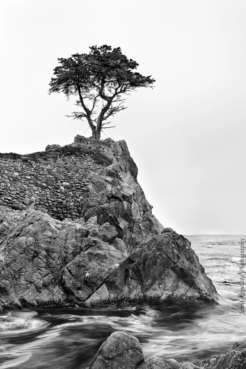 Lone Cypress