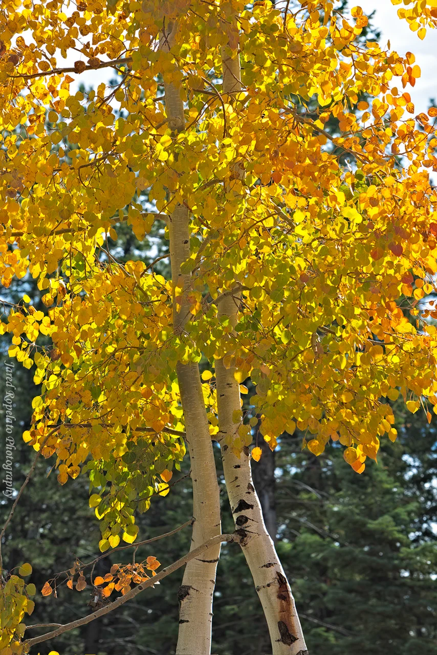 Yellowtop