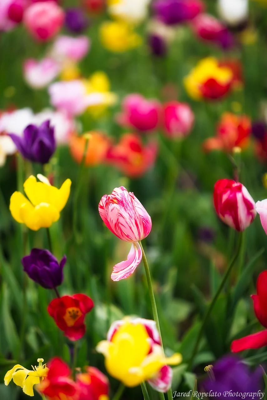 Tulips