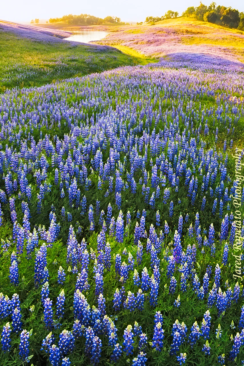 River of Lupine