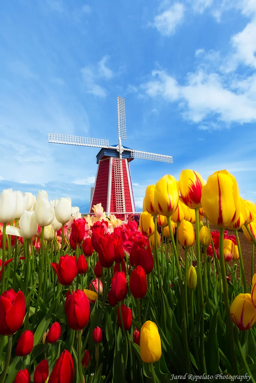 WIndmill