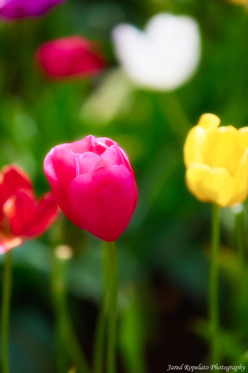 Tulip