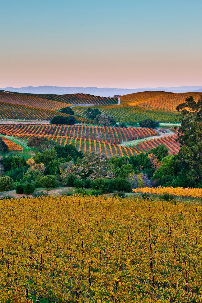 Autumn in Napa
