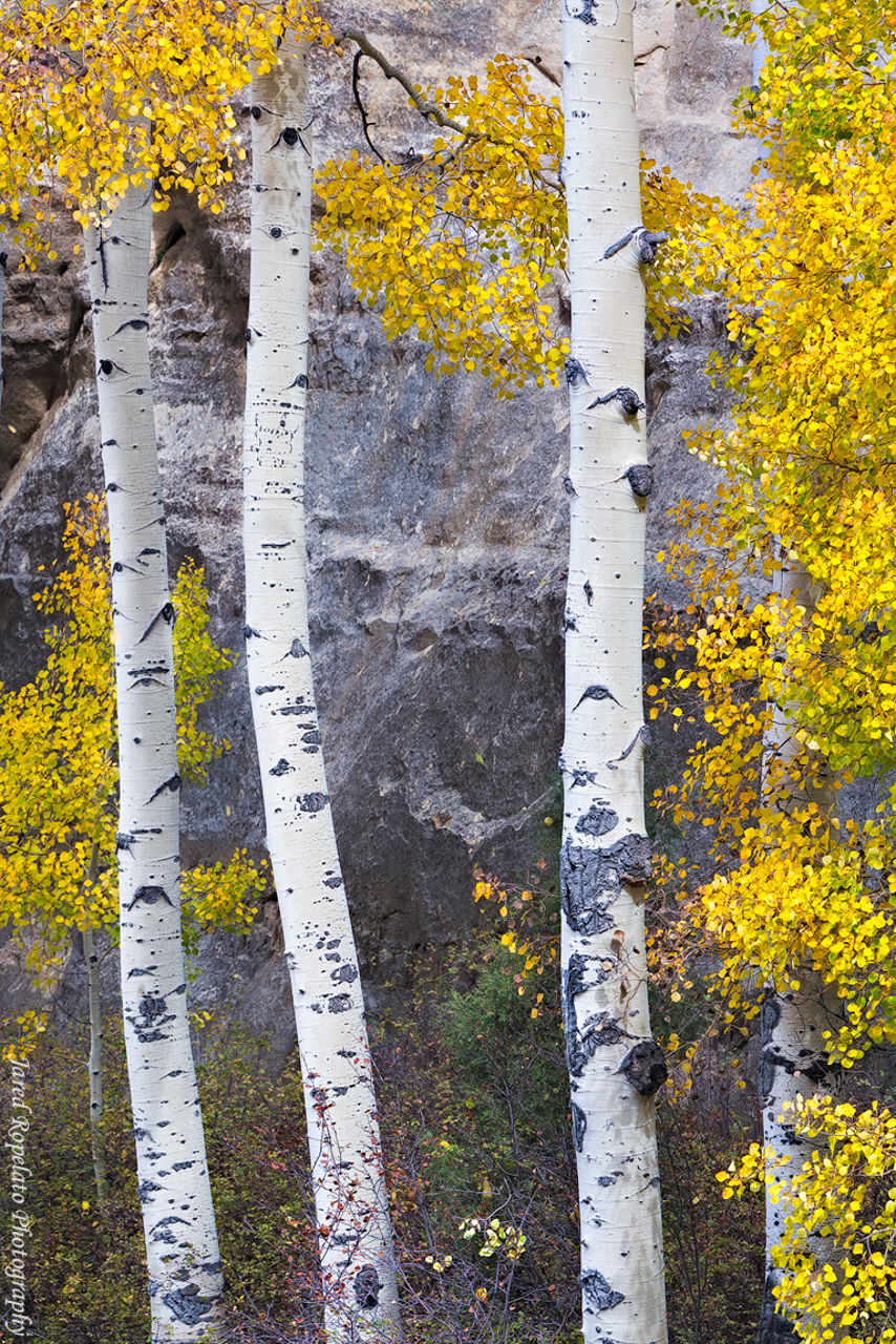Aspen on Rock