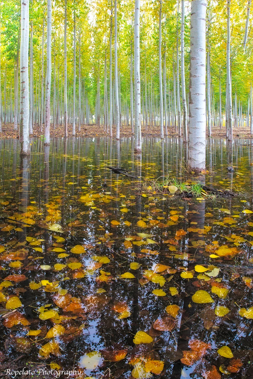 Fall Pond