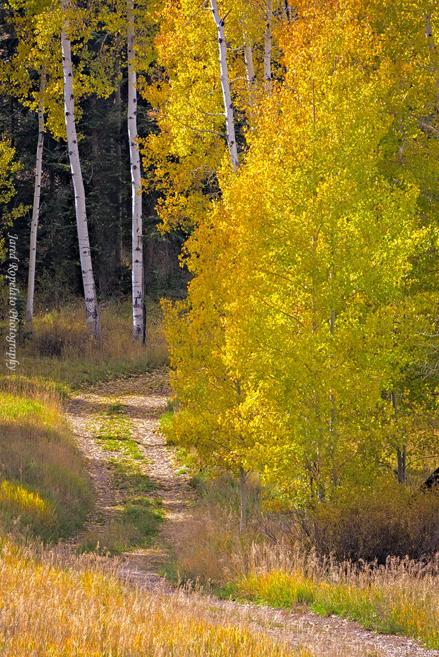 Dirt Road