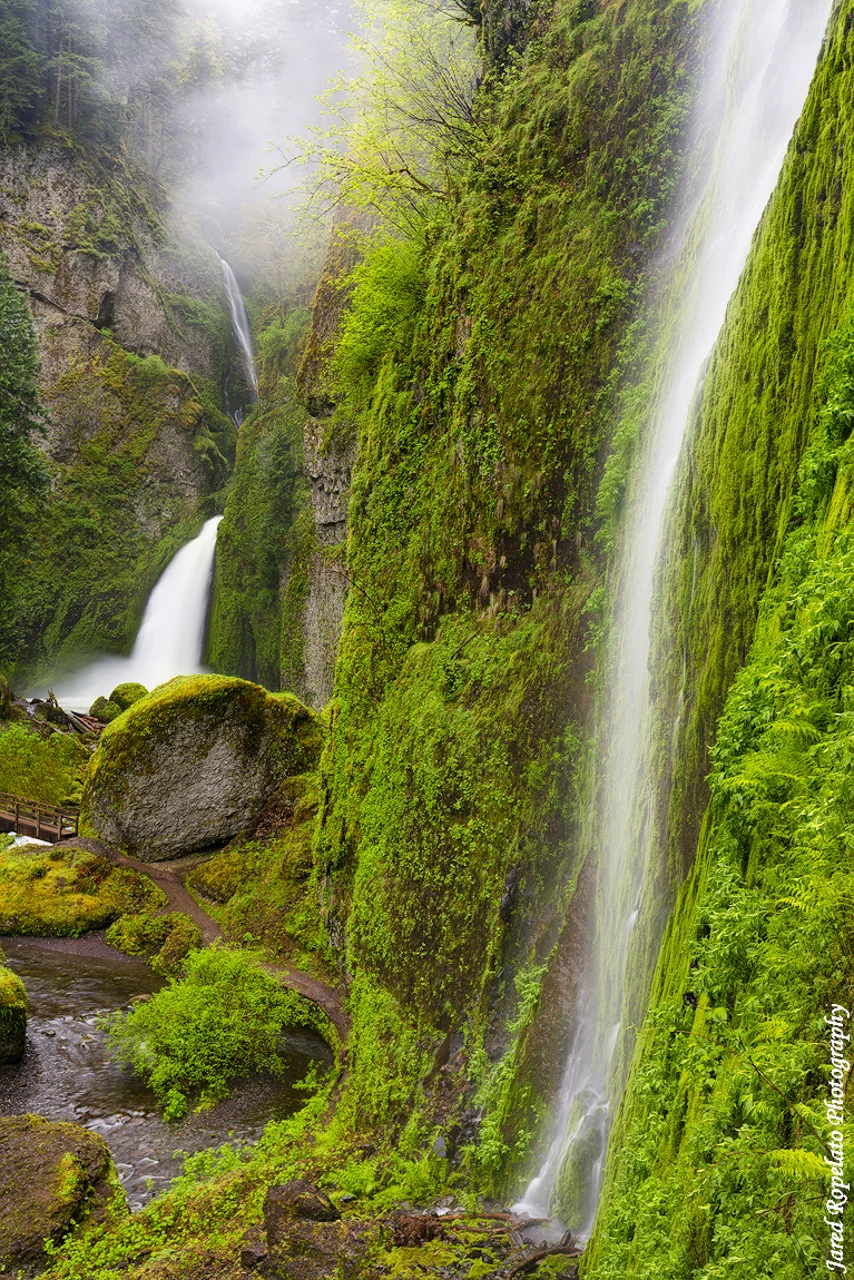 Rain Forest
