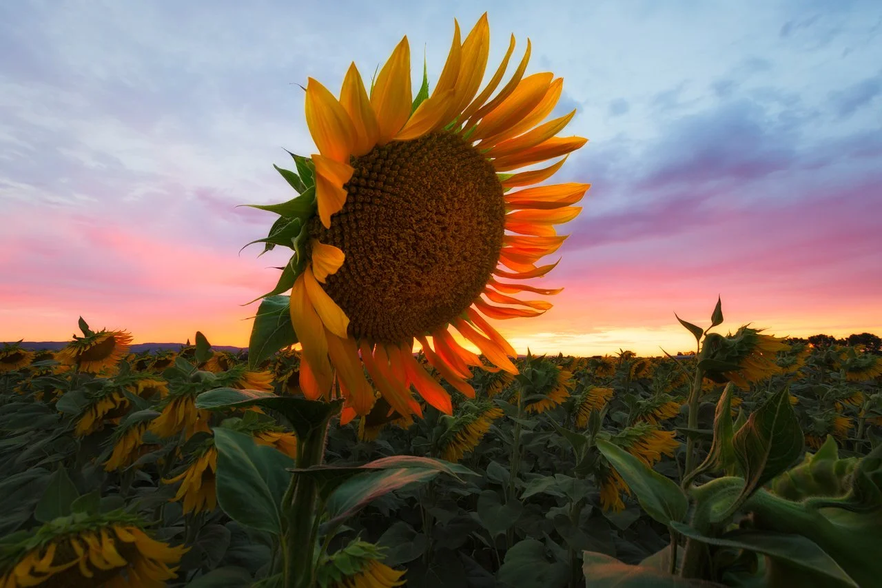 Sunflower+Sunset+Web.jpg