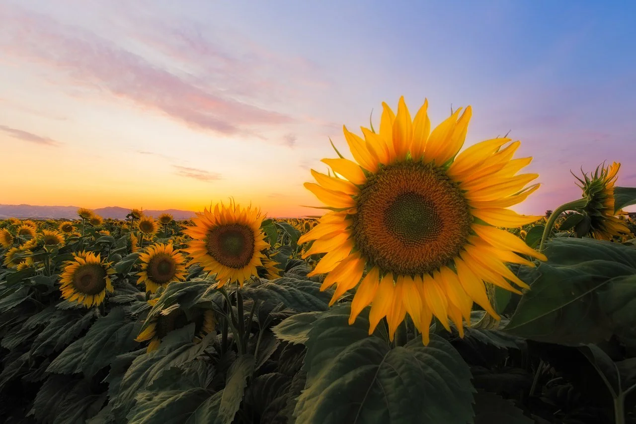 Sunflower+Shop+Web.jpg