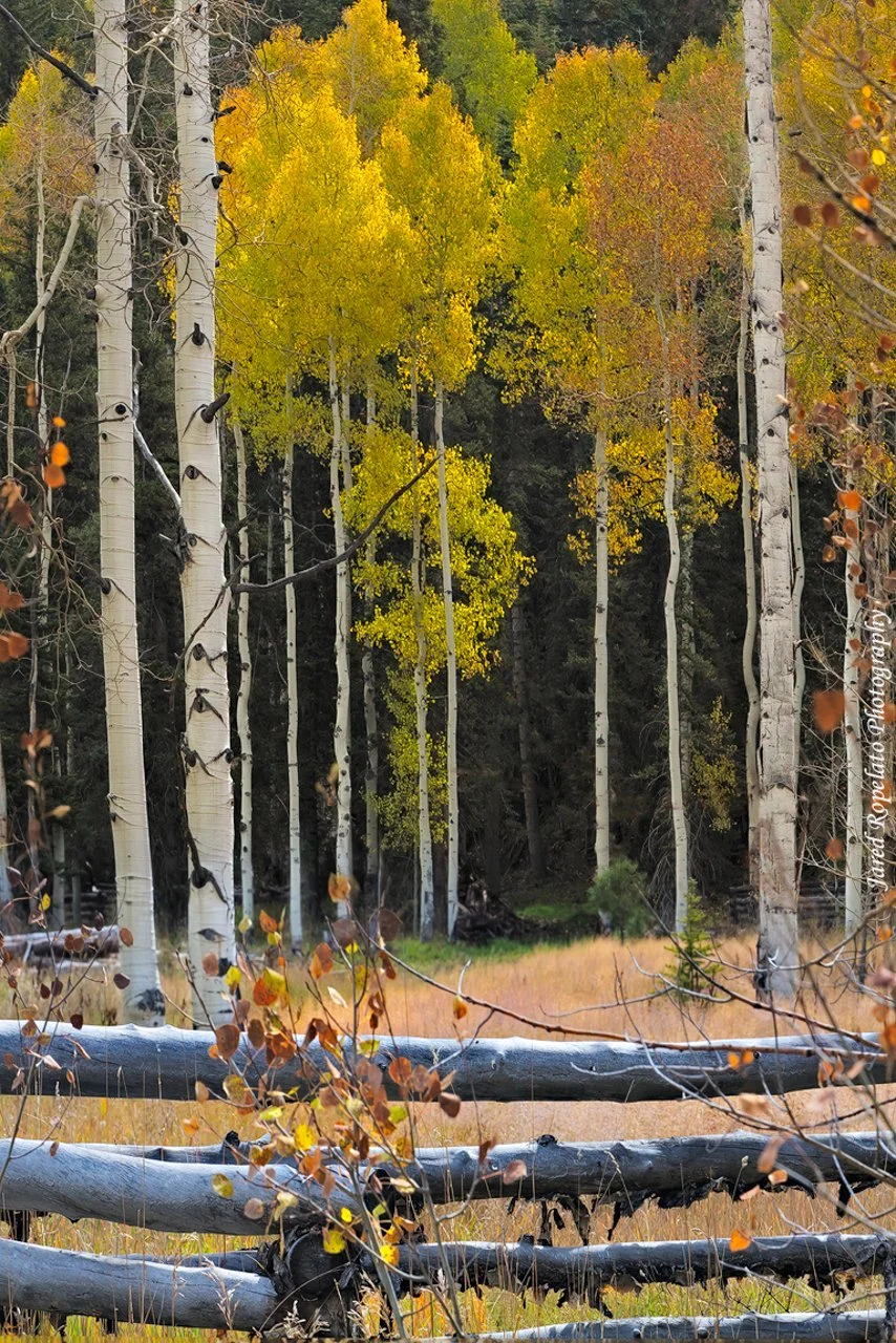 Autumn+in+Utah+Web.jpg