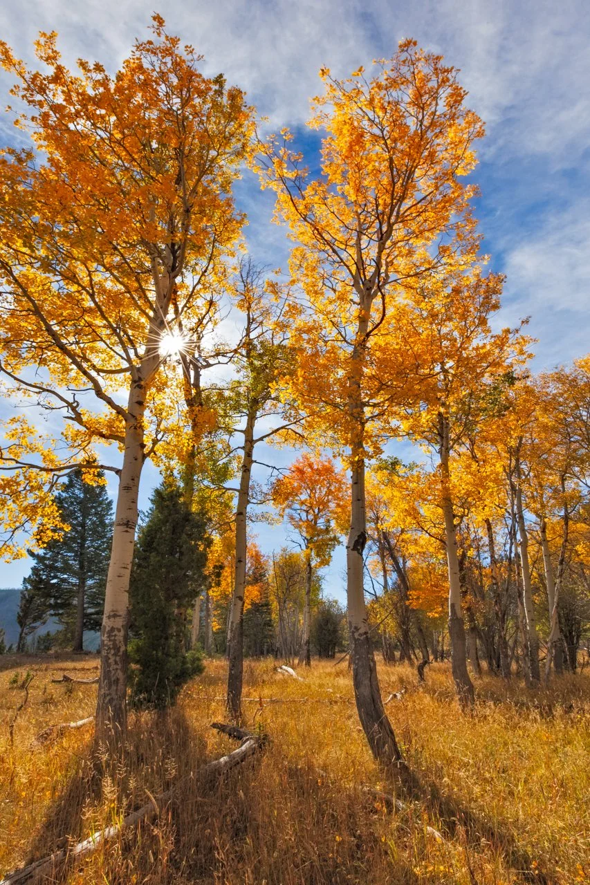 Bent+Aspen+Web.jpg